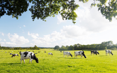 Improving Dairy Sustainability through feed additives and micronutrient supplementation